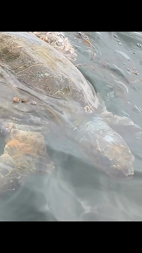2.5M views · 63K reactions | Limpieza de tortuga, hoy tuvimos el privilegio de encontrarnos con dos ejemplares de tortuga ambos machos. Uno no necesitaba ser manipulada en lo absoluto y solo la grabé de arriba , está estaba con los percebes que le carcomen su caparazón y hasta solita se acercó al bote.. la verdad es que siempre que salgo están ahí las veo siempre en el mismo lugar Comparto con ustedes este registro espero que les guste Saludos a todos | Edu Embarcadoenelmar | Facebook