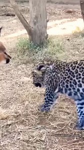 Caracal Vs Leopard Vs Black Panther | Page likes