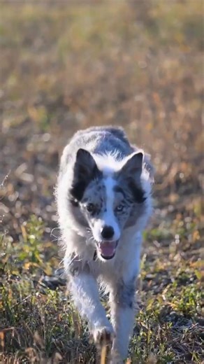 Why Some Dogs Have Blue Eyes