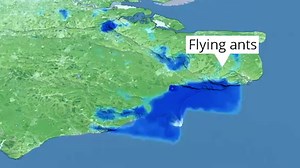 Giant swarm of flying ants visible from space spotted over southern England | LBC