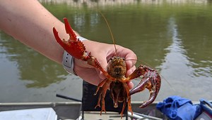 Red swamp crayfish: Studying and trapping the invasive crayfish on the Chicago River system