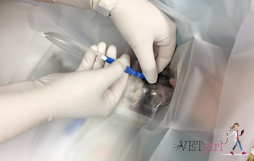 How to place a central line | VETgirl Veterinary Continuing Education Blog