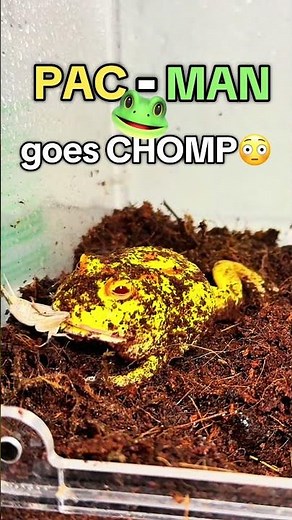 Pac-Man Frog Goes CHOMP! 🐸💥 #pacmanfrog #frog #frogs #amphibian #feedingtime