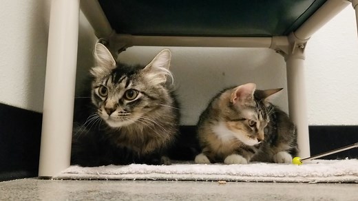 1.3K views · 43 reactions | While all adoptable cats at PAWS start...