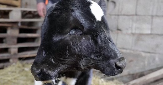 Extremely rare two-headed calf born