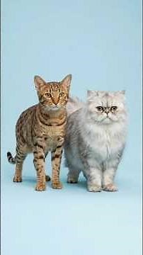 Ocicat + Other Breeds… What Happens? | Hybrid Fangs