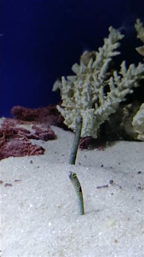 jenis makhluk apa ini? 🧐 #oceanlife #ocean #travel #dating #fyp #fypシ #deepsea #fishing #fish #ikan