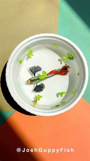 23K views · 362 reactions | The guppy's vibrant colors, surrounded by some small green floating plants. Especially the red and black in its tail and fins, stand out strikingly against the white background. To maintain positive energy, even in just a second, appreciate the simple beauty of nature, like this stunning fish, and let its vibrant colors and peaceful presence uplift your mood. #Aquarium #Guppy | Joshguppyfish 喬的孔雀魚 | Facebook