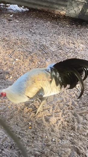 Casey Burge on Reels