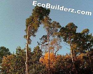 Utilizări de Naval Jelly - 2026 | Ro.EcoBuilderz.com