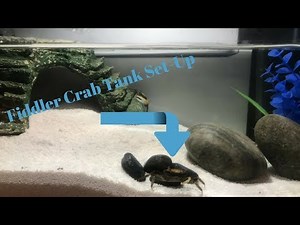 Fiddler Crab Tank set-up