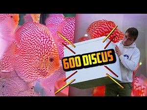 ARRIVAL and UNPACKING of 600 DISCUS!