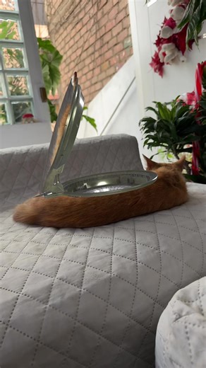 Chichi’s fart 💨