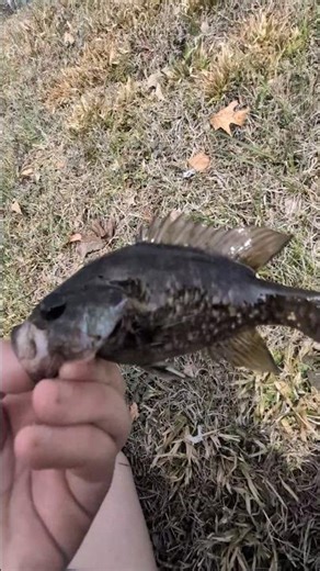 I hand caught this beautiful Green Sunfish!