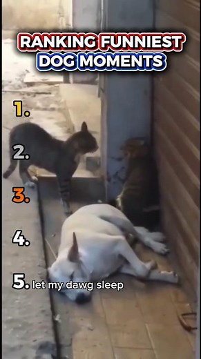Rankings Funniest Dog Moments