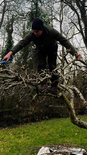 50K views · 958 reactions | I’m ok , I’m safe . #tree | Perry trees | Facebook