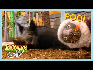 Zoboomafoo HD Full Episodes | Messy & Clean! | Great For Kids | WildBrain Zigzag