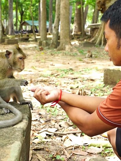Really funny man teach monkey play game for snack #funnyanimals #animalsvideos #monkeybaby #monkeyvideo #funnymonkey #babymonkey #newbornmonkey
