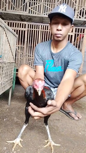 Latih pukulan ayam muda versi saya perdana 20x lompatan berikutnya naik dan bertahap #reelsvideo #reelsfyp #reels #caramelatihpukulanayam #jangkauanluas #fbpro | Alak Alak