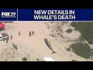 New details in death of whale that collided with boat in New Jersey
