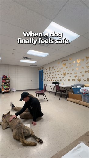 Rose Waldrup on Instagram: "A dog’s behavior is just their nervous system telling the truth. And because I want more people to understand how to actually help their dogs regulate, we’re doing a GIVEAWAY 🎉🐾 WHAT YOU CAN WIN: • Free access to my full Waldrup Somatic Method™ course • $50 Amazon gift card for nervous system support tools HOW TO ENTER: 1. Like this post 2. Follow @waldrupsomaticmethod 3. Comment anything about your dog’s nervous system or why you want the course 4. Bonus: Share to 
