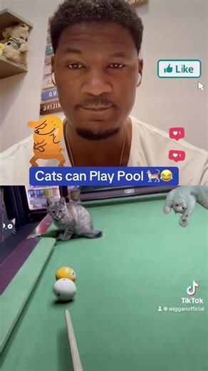 Cats vs. Pool Fun #cat #funny #cute #cats #viral
