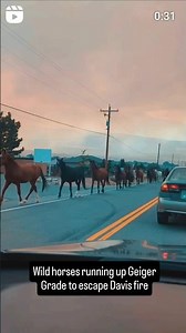 Wild horses running up Geiger Grade to escape the Davis fire outside of Reno, Nevada ❤️🙏🐎