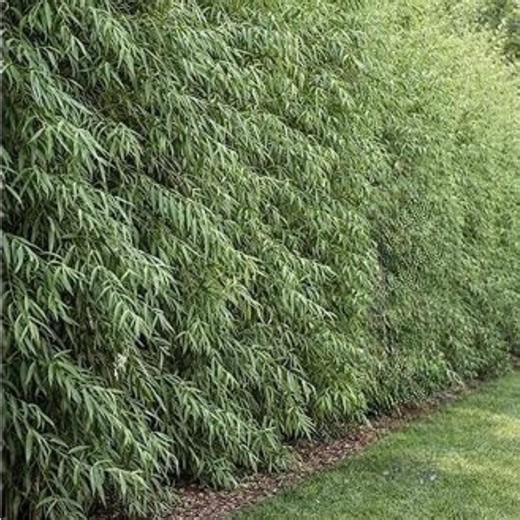 5 Hybrid Aussie Willow Trees Live Plants, Fast Growing Privacy Shade Trees, Easy to Grow Outdoor Landscape Trees - Etsy