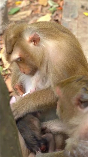 Beautiful Mom & baby Beautiful Animals Relaxing & Stress Relief