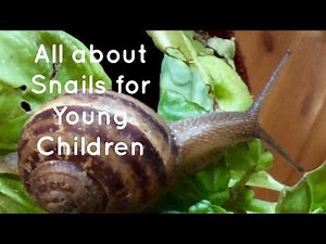 JUMBLES? All about Snails for young children.