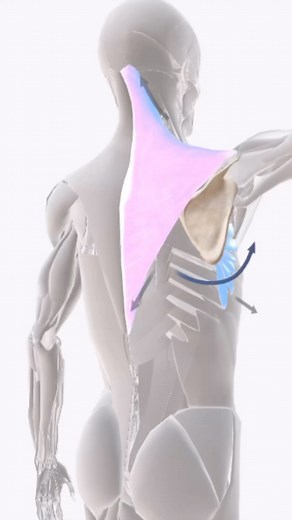 51K views · 59 reactions | Force couple relationship refers to a...