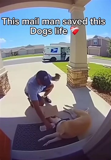 Unbelievable Twist in Dog's Life Revealed!