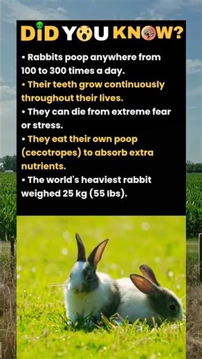 Rabbit poop anywhere.. #facts #virals #knowledge
