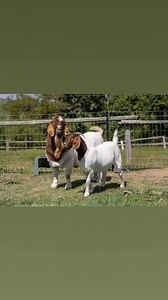 ‼‼TYPICAL FULL BLOOD SOUTH AFRICAN BOER GOATS‼️ LIVESTOCK EXPORTERS SOUTH AFRICA, We are number one exporters of PURE BREED BOER GOATS ( BUCKS / MALES ), a few of our other Live stocks include; 1.cattle, 2.dairy, 3.Kalahari, 4.sheep, 5..rabbits, 6.ostrich 7. Turkey 8.Boer Goats and a well-developed poultry and egg industry . On all inquiries on our Premium Quality Livestock, contact; Email: northerncapelivestockexporters@gmail.com Call / Text / Whatsapp : ‪ 27 78 484 5737‬ 27 68 071 8656 WhatsAp