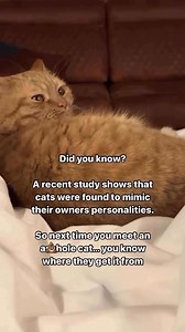 Apollo Kitty Cat on Reels