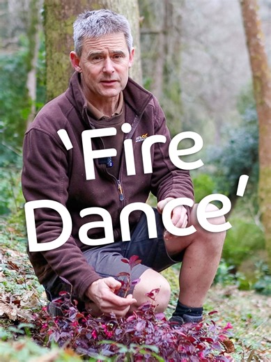 Loropetalum 'Fire Dance': A Beautiful Garden Specimen