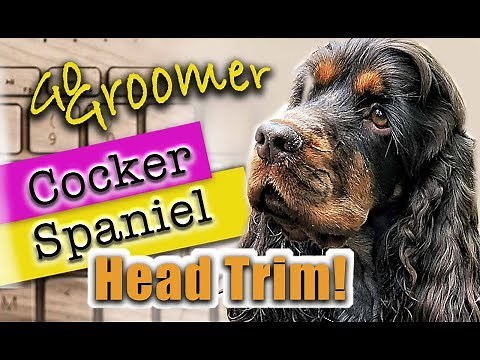 Cocker Spaniel-Proper Head Trim