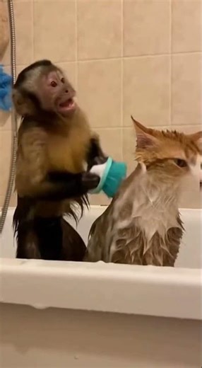 The Most Dramatic Grooming Session Ever 🎭