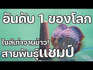 เยี่ยมฟาร์มปลาปอมปาดัวร์ที่ใหญ่ที่สุดในโลก IP Discus