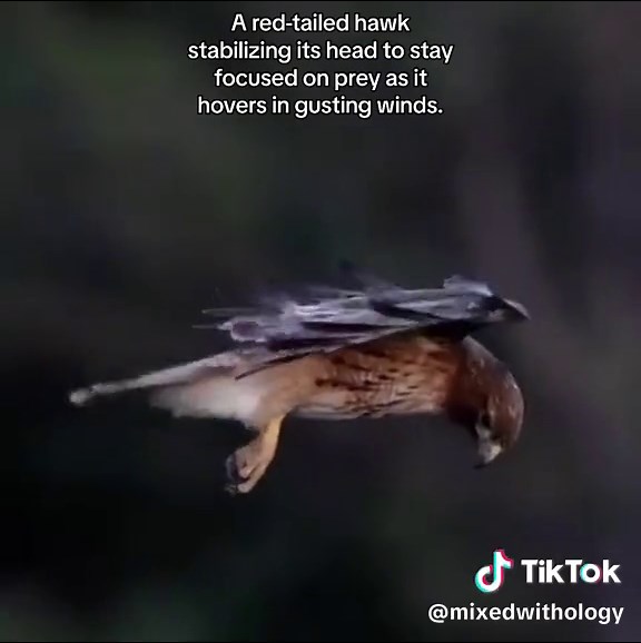 A red-tailed hawk stabilizing its head to stay focused on prey as it hovers in gusting winds.