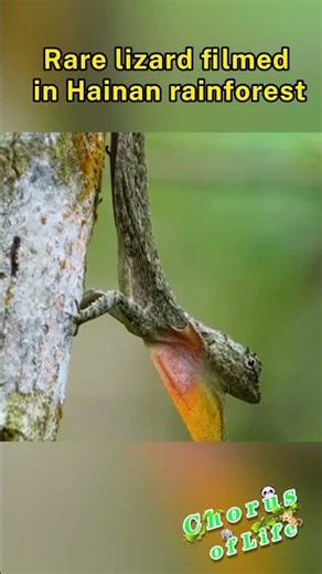 Rare lizard filmed in Hainan rainforest