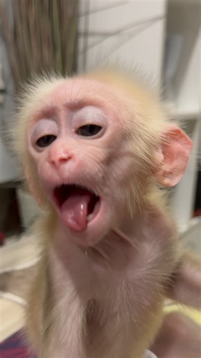 The plaster monkey will not let go of any plaster target monkey | Monkey Linda