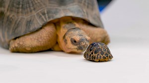 Did you realize that many turtle species can live as long as (or even longer) than humans? That longevity can be a double-edged sword, though. With such long lifespans, turtles can also take longer to reach sexual maturity and produce just a few eggs per clutch. That means the loss of a single turtle can create a hole that takes years or even decades to fill. Just some food for thought as you enjoy this adorable footage of our baby Radiated Tortoises being dwarfed by an adult of their species an