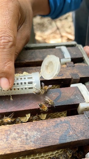 Opening box let queen bee go to beehive #let #bee #animals #queen #beekeeping #newborn #beefeater