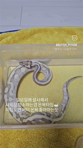 온욕하는볼파#버터🐍#모카🐍 #볼파이톤 #볼파이톤스타그램 #볼파이톤스네이크 #뱀스타그램 #ballpython #snake #ボールパイトン#애완뱀 #애완뱀🐍 #애완뱀스타그램#반려뱀