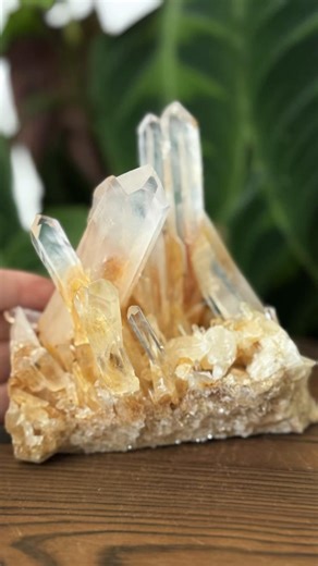 ✨ Colombian Blue Smoke Golden Lemurian Quartz cluster — look at the dreamy internal veils and warm golden mineral glow. This is a high-vibration statement piece with multiple generator points, natural Lemurian striations, and beautiful clarity that lights up when moved in the light. Perfect for energy amplification, manifestation work, altar spaces, or luxury crystal décor. A truly collector-quality quartz cluster with powerful presence and rare Colombian formation energy. #lemurianquartz #colom