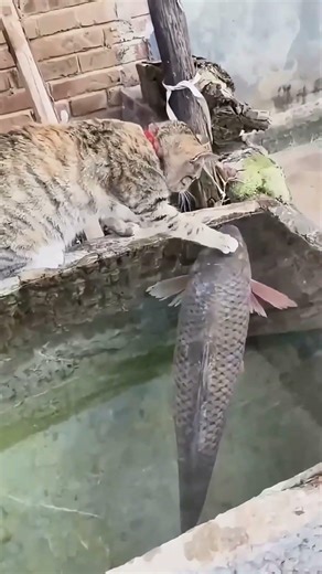 "Cat vs Fish Battle" in the Tank: Who Wins?