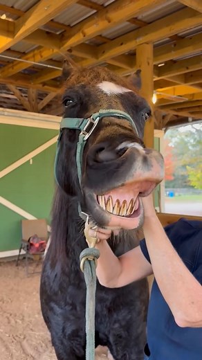 Need something to make you laugh? Evelyn M. Epperson & I chuckled along with Mr. NEMO as I released tension in his jaw. He totally loved it! | Patti Seebach-Ledford