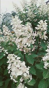 HYDRANGEA TARDIVA SHOULD BE IN EVERY GARDEN