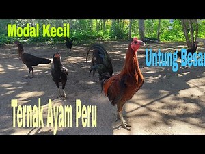 Beternak Ayam Peru - Modal 1 Pejantan 12 Babon